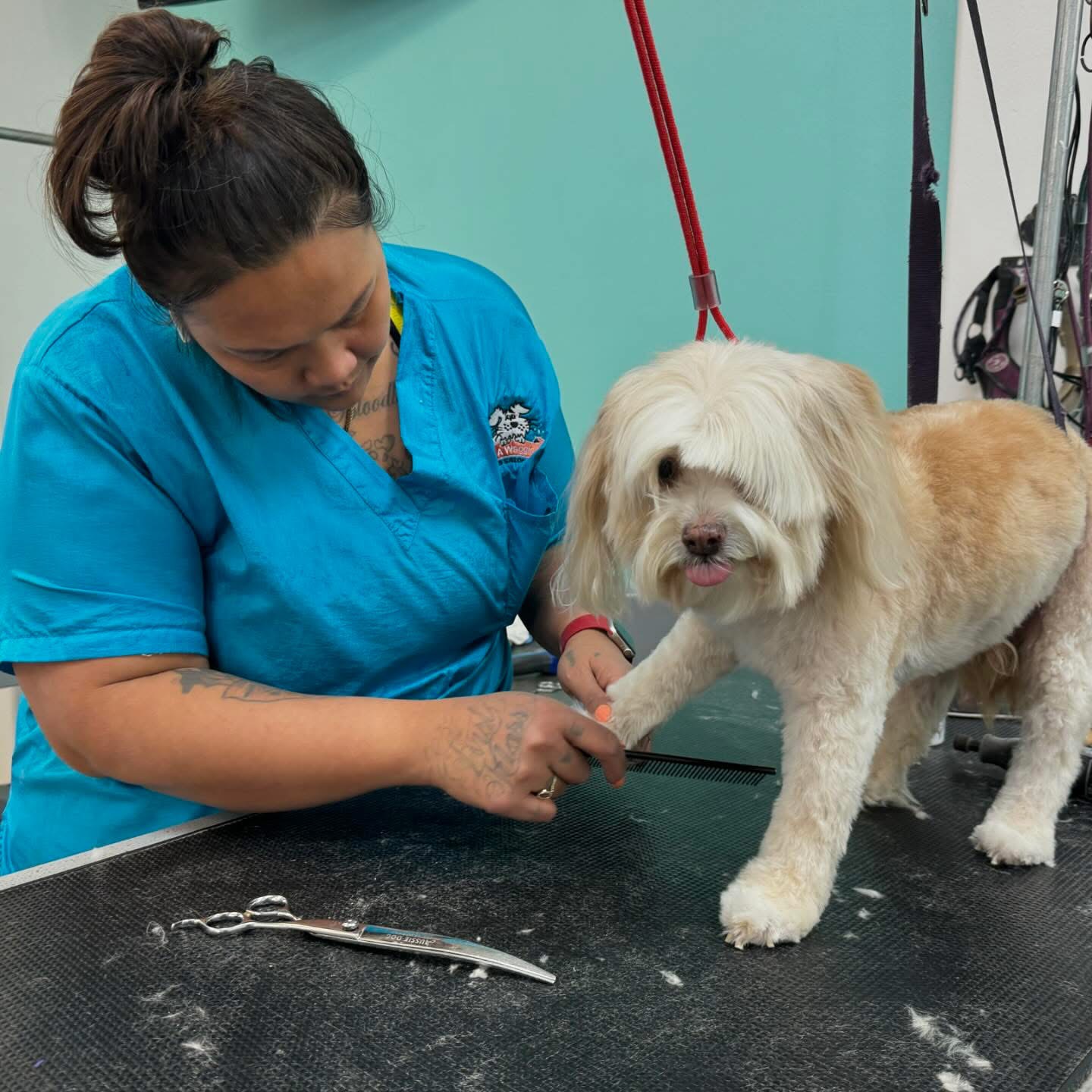 Dog getting groomed at Tails A Waggin Henderson